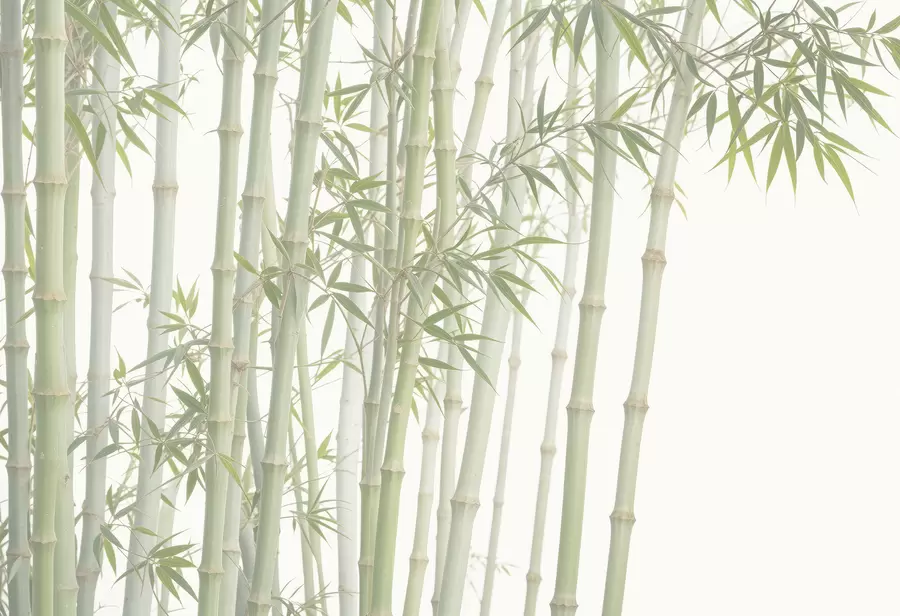 stenske poslikave Gost bambusov gozd z visokimi stebli bambusa in zelenimi listi na mehkem meglenem ozadju w08237